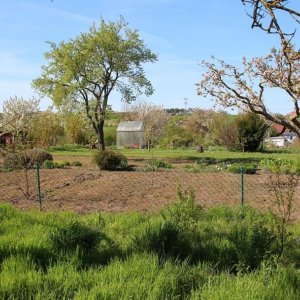 How do traditional allotment gardens affect the urban climate? (picture 2)